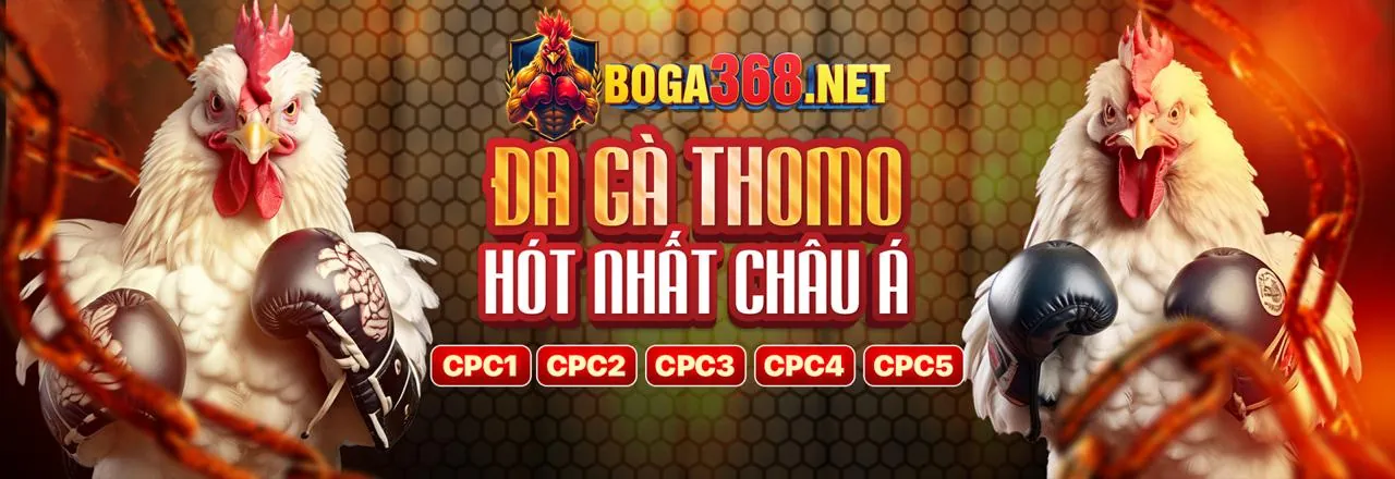 Sân đấu gà với khán giả và gà chiến đang chuẩn bị
